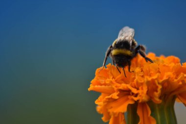 Arı bahçedeki çiçeği döller.