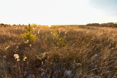 Rusya 'da sonbaharda güzel bir tarla