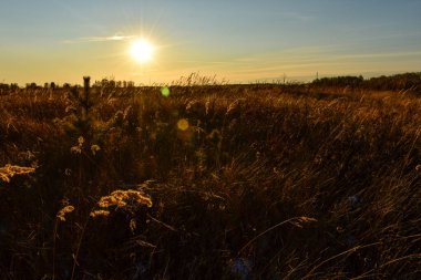 Rusya 'da sonbaharda güzel bir tarla