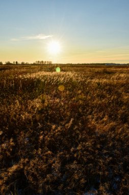 Rusya 'da sonbaharda güzel bir tarla