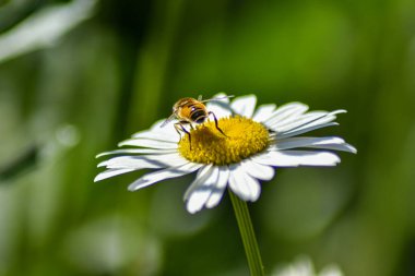 Eşek arısı bahçede bir papatyaya oturur.