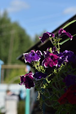 Bahçede güzel çiçekler yetişir.