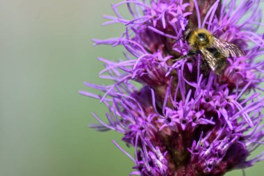 Arılar yaz bahçesinde çiçek açar.