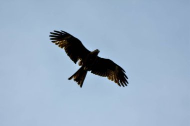 Kartal mavi gökyüzünde uçar