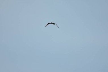 Martı mavi gökyüzünde uçar