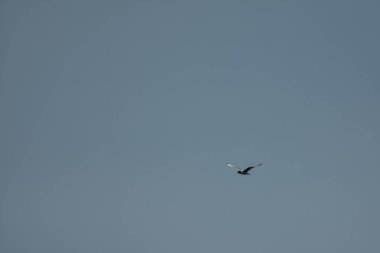 Martı mavi gökyüzünde uçar