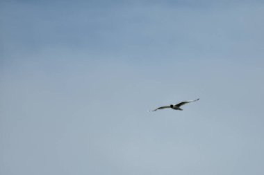 Martı mavi gökyüzünde uçar