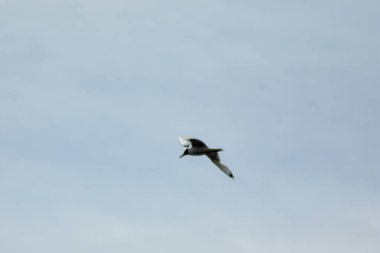 Martı mavi gökyüzünde uçar