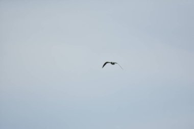 Martı mavi gökyüzünde uçar