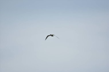 Martı mavi gökyüzünde uçar