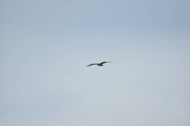 Martı mavi gökyüzünde uçar