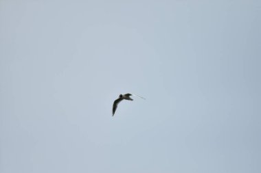 Martı mavi gökyüzünde uçar