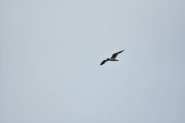 Martı mavi gökyüzünde uçar