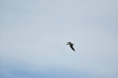 Martı mavi gökyüzünde uçar