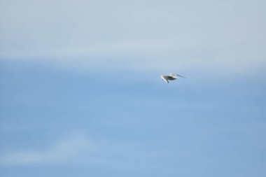 Martı mavi gökyüzünde uçar