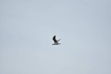 Martı mavi gökyüzünde uçar