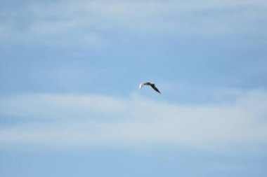 Martı mavi gökyüzünde uçar