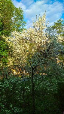Ağaçlar baharda güzel çiçek açar.