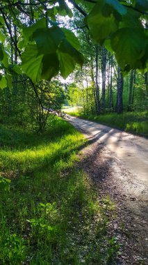 Yaz ormanında sıcak gün batımı