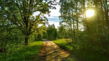 Yaz ormanında sıcak gün batımı