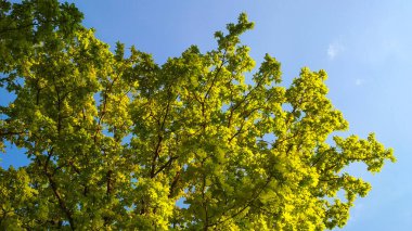 Yaz ormanında sıcak gün batımı