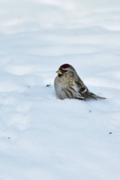 鳥は冬に庭で種を食べる — ストック写真