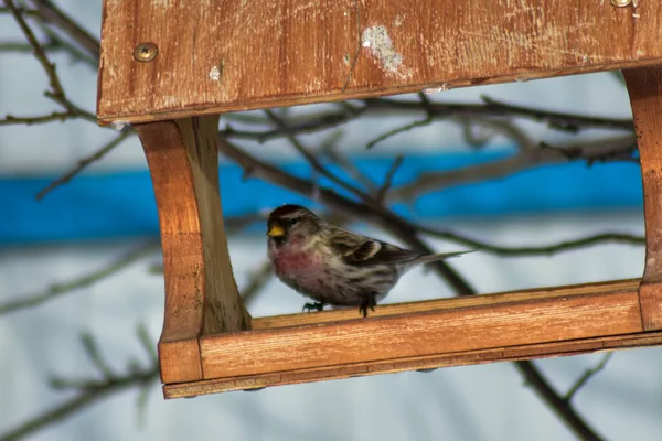 Aves Comen Semillas Jardín Invierno — Foto de Stock