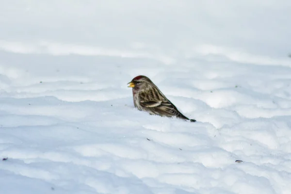 Oiseaux Mangent Des Graines Dans Jardin Hiver — Photo