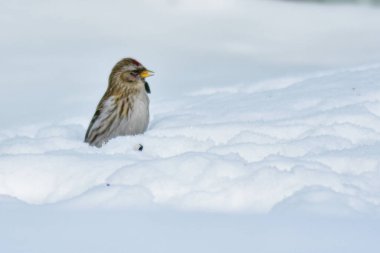 Kuşlar kışın bahçede tohum yerler.