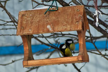 Kuşlar kışın bahçede tohum yerler.