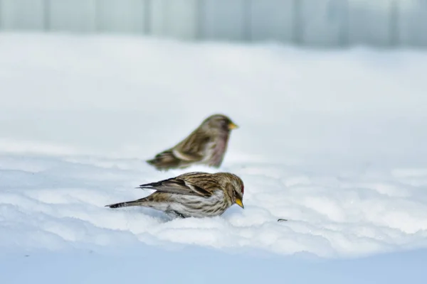 Oiseaux Mangent Des Graines Dans Jardin Hiver — Photo