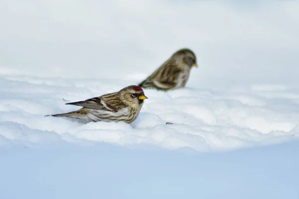 鳥は冬に庭で種を食べる — ストック写真