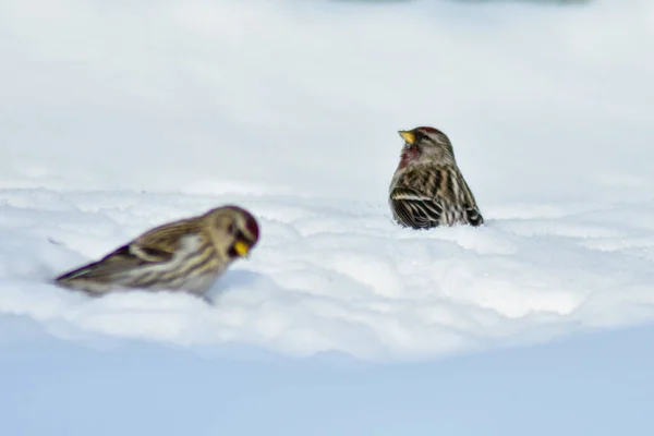 鳥は冬に庭で種を食べる — ストック写真