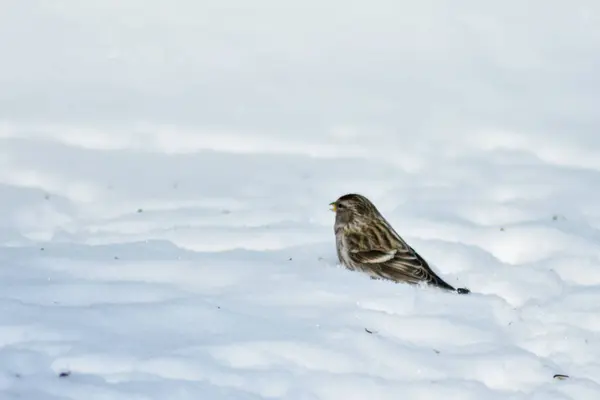 鳥は冬に庭で種を食べる — ストック写真