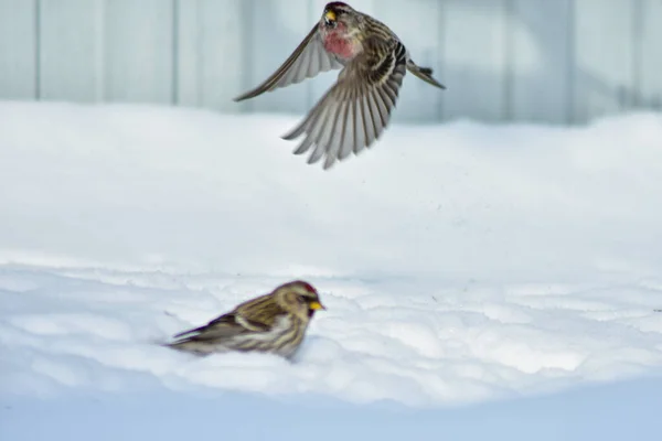 Oiseaux Mangent Des Graines Dans Jardin Hiver — Photo