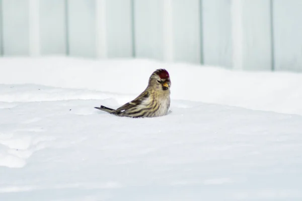 Vogels Eten Zaden Tuin Winter — Stockfoto