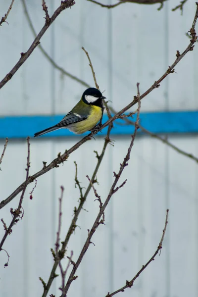 Ptáci Jedí Semena Zahradě Zimě — Stock fotografie