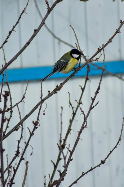 鳥は冬に庭で種を食べる — ストック写真