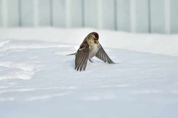 鳥は冬に庭で種を食べる — ストック写真