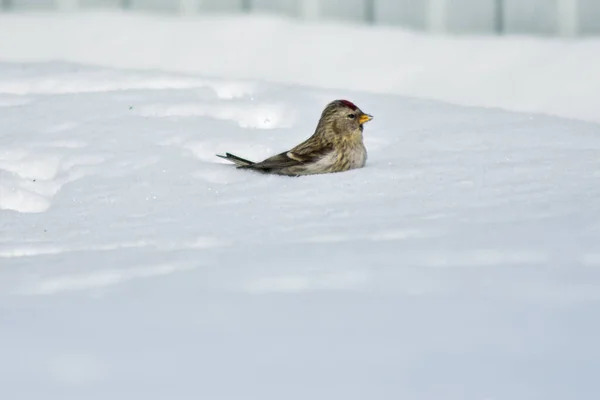 Птицы Едят Семена Саду Зимой — стоковое фото