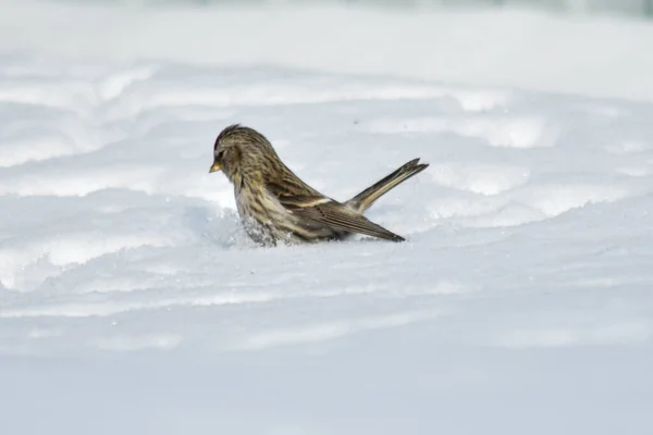 鳥は冬に庭で種を食べる — ストック写真