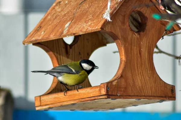 鳥は冬に庭で種を食べる — ストック写真