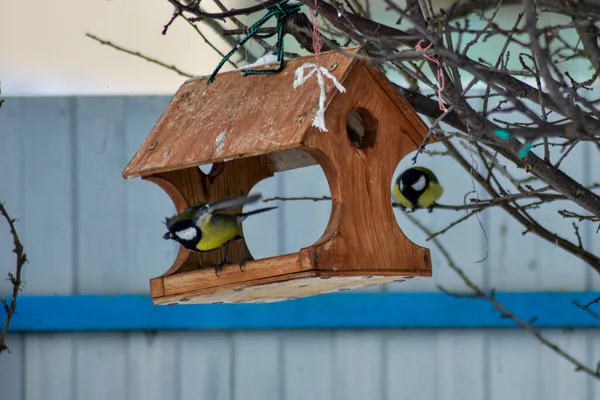 Aves Comen Semillas Jardín Invierno —  Fotos de Stock