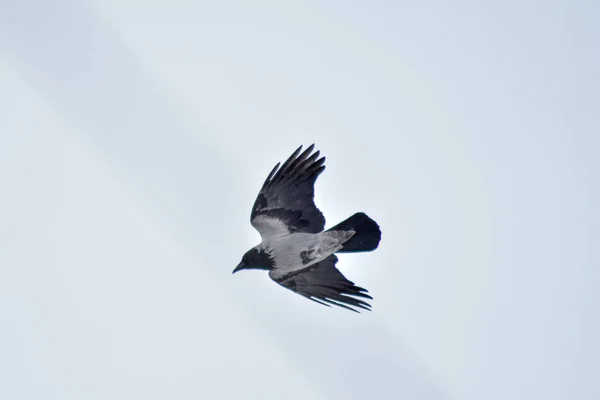 Vögel Fressen Winter Samen Garten — Stockfoto