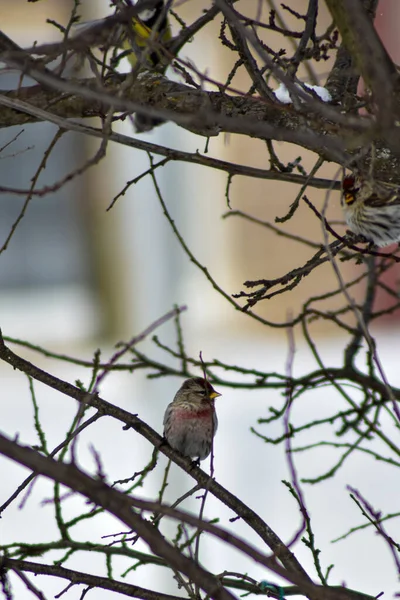 鳥は冬に庭で種を食べる — ストック写真