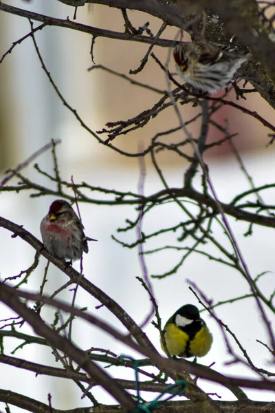 Gli Uccelli Mangiano Semi Giardino Inverno — Foto Stock