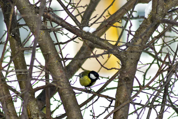 Aves Comen Semillas Jardín Invierno —  Fotos de Stock