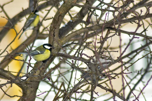 Gli Uccelli Mangiano Semi Giardino Inverno — Foto Stock