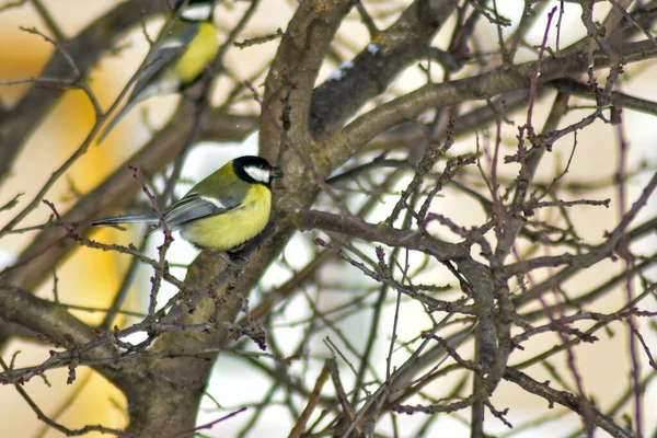 Ptáci Jedí Semena Zahradě Zimě — Stock fotografie