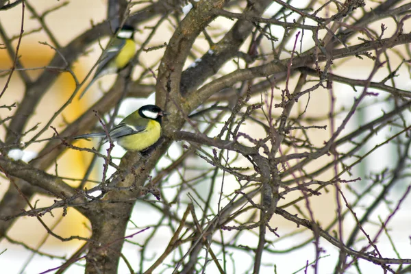 Gli Uccelli Mangiano Semi Giardino Inverno — Foto Stock